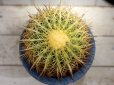 画像1: 超有名種！　[サボテン][強刺][エキノカクタス]　金鯱　Echinocactus grusonii　MLサイズ　#131     (1)