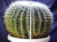画像6: 超有名種！　[サボテン][強刺][エキノカクタス]　金鯱４０ｃｍ　Echinocactus grusonii　#200-05     (6)