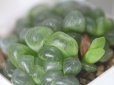 画像4: 大人気の入門種です！　[多肉][ハオルチア]　雫石　Haworthia obtusa truncata ２号pot     (4)