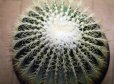 画像3: 超有名種！　[サボテン][強刺][エキノカクタス]　金鯱　Echinocactus grusonii　26m　#2017-03     (3)