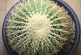 画像4: 超有名種！　[サボテン][強刺][エキノカクタス]　金鯱　Echinocactus grusonii　30cm　#2017-02 (4)