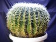 画像4: 超有名種！　[サボテン][強刺][エキノカクタス]　金鯱４０ｃｍ　Echinocactus grusonii　#200-05     (4)