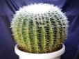 画像2: 超有名種！　[サボテン][強刺][エキノカクタス]　金鯱４０ｃｍ　Echinocactus grusonii　#200-05    