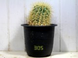 超有名種！　[サボテン][強刺][エキノカクタス]　金鯱　Echinocactus grusonii　Mサイズ　#305