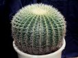 画像1: 超有名種！　[サボテン][強刺][エキノカクタス]　金鯱４０ｃｍ　Echinocactus grusonii　#200-02 (1)