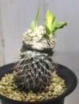 画像3: 入手が難しくなってきました。。。　　[多肉][キョウチクトウ科][パキポディウム]　　恵比寿笑い・ラメリー接ぎ　（Ｐ．ブレビカウレ）　Pachypodium brevicaule　#175-01    
