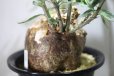 画像3: 細長い刺があるパキポ！　　[多肉][キョウチクトウ科][パキポディウム]　　天馬空　／　Ｐ．サキュレンツム　Pachypodium succulentum　#176    