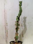 画像3: 模様がキレイ！　[多肉][トウダイグサ科][ユーフォルビア][柱状タイプ]　春駒　Euphorbia pseudocactus　＃881-05 (3)