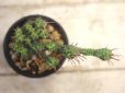 画像3: 小さい枝が群生します！　　[多肉][トウダイグサ科][ユーフォルビア][球状タイプ]　姫キリン　Euphorbia submamillaris　#121  (3)