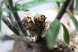 画像6: 細長い刺があるパキポ！　　[多肉][キョウチクトウ科][パキポディウム]　　天馬空　／　Ｐ．サキュレンツム　Pachypodium succulentum　#176     (6)