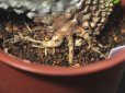 画像8: レアな突然変異個体（一文字綴化）！　　　　[多肉][キョウチクトウ科][パキポディウム]　　ラメリー冠　Pachypodium lameri f. monst　#002    