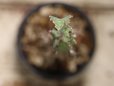画像4: 模様がキレイ！　[多肉][トウダイグサ科][ユーフォルビア][柱状タイプ]　春駒　Euphorbia pseudocactus　＃881-05 (4)