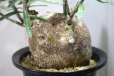 画像4: 細長い刺があるパキポ！　　[多肉][キョウチクトウ科][パキポディウム]　　天馬空　／　Ｐ．サキュレンツム　Pachypodium succulentum　#176     (4)