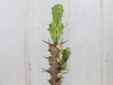 木化したところが多いですが元気です！　[多肉][トウダイグサ科][ユーフォルビア][柱状タイプ]　オオマトイ Euphorbia triangularis　（その２）    