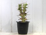 トゲトゲが強烈です！　[多肉][トウダイグサ科][ユーフォルビア][柱状タイプ]　オオマトイ Euphorbia triangularis　（その１）    ）    