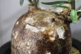 画像7: 細長い刺があるパキポ！　　[多肉][キョウチクトウ科][パキポディウム]　　天馬空　／　Ｐ．サキュレンツム　Pachypodium succulentum　#176     (7)