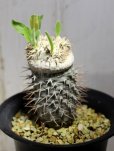 画像5: 入手が難しくなってきました。。。　　[多肉][キョウチクトウ科][パキポディウム]　　恵比寿笑い・ラメリー接ぎ　（Ｐ．ブレビカウレ）　Pachypodium brevicaule　#175-01    