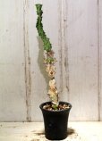 画像1: 模様がキレイ！　[多肉][トウダイグサ科][ユーフォルビア][柱状タイプ]　春駒　Euphorbia pseudocactus　＃881-05 (1)