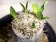 画像7: 入手が難しくなってきました。。。　　[多肉][キョウチクトウ科][パキポディウム]　　恵比寿笑い・ラメリー接ぎ　（Ｐ．ブレビカウレ）　Pachypodium brevicaule　#175-01    