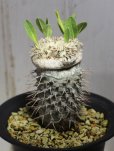 画像2: 入手が難しくなってきました。。。　　[多肉][キョウチクトウ科][パキポディウム]　　恵比寿笑い・ラメリー接ぎ　（Ｐ．ブレビカウレ）　Pachypodium brevicaule　#175-01    