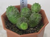 小さくて丸い枝が群生します！　[多肉][トウダイグサ科][ユーフォルビア][球状タイプ]　稚児玉キリン Euphorbia pseudoglobosa    