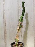 画像2: 模様がキレイ！　[多肉][トウダイグサ科][ユーフォルビア][柱状タイプ]　春駒　Euphorbia pseudocactus　＃881-05 (2)