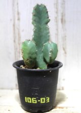 ！　[多肉][トウダイグサ科][ユーフォルビア][柱状タイプ]　白角キリン　Euphorbia resinifera　＃106-03    