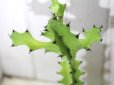 画像2: 万歳してます！　[多肉][トウダイグサ科][ユーフォルビア][柱状タイプ]　ラクテア　帝錦　Euphorbia lactea　＃2003     (2)