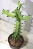 画像3: 万歳してます！　[多肉][トウダイグサ科][ユーフォルビア][柱状タイプ]　ラクテア　帝錦　Euphorbia lactea　＃2003     (3)