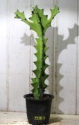 画像1: 万歳してます！　[多肉][トウダイグサ科][ユーフォルビア][柱状タイプ]　ラクテア　帝錦　Euphorbia lactea　＃2003     (1)