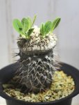 画像4: 入手が難しくなってきました。。。　　[多肉][キョウチクトウ科][パキポディウム]　　恵比寿笑い・ラメリー接ぎ　（Ｐ．ブレビカウレ）　Pachypodium brevicaule　#175-01    