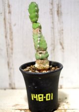四角い柱状の幹が群生します！　[多肉][トウダイグサ科][ユーフォルビア][柱状タイプ]　マカレンシス　Euphorbia makallensis　#148-01