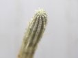 画像2: 長いの来ました！　[多肉][トウダイグサ科][ユーフォルビア][柱状タイプ]　白樺キリン　L　＃001　　Euphorbia mammillaris cv.'Variegata'     (2)