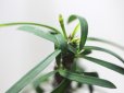 画像2: 詳細不明種が到着です！　[多肉][トウダイグサ科][ユーフォルビア][花キリンタイプ]　ゴットルベイ交配種　Euphorbia　gottlebei　cv.     (2)