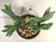 画像3: ユーフォルビアの近縁種！　[多肉][トウダイグサ科][ペディランサス]　P・ティティマロイデス・ナナ・コンパクタ　Pedilanthus tithymaloides nana compacta　[その１]     (3)