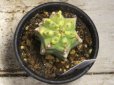 画像3: 動き始めました！　[多肉][トウダイグサ科][ユーフォルビア][柱状タイプ]　フルチコーサ（閃紅閣・閃光閣）　Euphorbia　fruticosa　#087     (3)