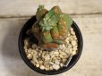画像6: 青々してます！　[多肉][トウダイグサ科][ユーフォルビア][柱状タイプ]　フルチコーサ（閃紅閣・閃光閣）　Euphorbia　fruticosa　#046-02    