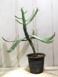 画像3: ペラペラ系！　[多肉][トウダイグサ科][ユーフォルビア][緑枝類]　硬葉キリン（ヘラサンゴ）Euphorbia xylophylloides　＃890-03 (3)