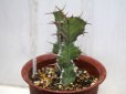 画像2: 新しい刺はふにゃふにゃです！　[多肉][トウダイグサ科][ユーフォルビア][柱状タイプ]　ユーフォルビア・カクタス Euphorbia cactus     (2)