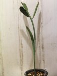 画像3: ペラペラ系！　[多肉][トウダイグサ科][ユーフォルビア][緑枝類]　硬葉キリン（ヘラサンゴ）Euphorbia xylophylloides　＃2087-01     (3)