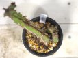 画像2: 大きめサイズ！　[多肉][トウダイグサ科][ユーフォルビア][柱状タイプ]　レストリクタ　Euphorbia restricta　その１ (2)