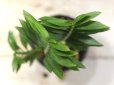 画像3: ユーフォルビアの近縁種！　[多肉][トウダイグサ科][ペディランサス]　P・ティティマロイデス・ナナ・コンパクタ　Pedilanthus tithymaloides nana compacta　[その２]     (3)