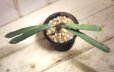 画像3: ペラペラ系！　[多肉][トウダイグサ科][ユーフォルビア][緑枝類]　硬葉キリン（ヘラサンゴ）Euphorbia xylophylloides　＃890-02 (3)