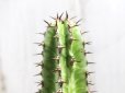 画像1: ユーフォルビアの接ぎ物に最適！探すと意外にありません！　[多肉][トウダイグサ科][ユーフォルビア][柱状タイプ]　カナリーエンシス　　墨キリン　Euphorbia canariensis　　#107     (1)