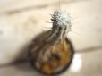 画像3: 長いの来ました！　[多肉][トウダイグサ科][ユーフォルビア][柱状タイプ]　白樺キリン　L　＃052-04　　Euphorbia mammillaris cv.'Variegata' (3)