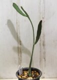 画像2: ペラペラ系！　[多肉][トウダイグサ科][ユーフォルビア][緑枝類]　硬葉キリン（ヘラサンゴ）Euphorbia xylophylloides　＃2087-02    (2)