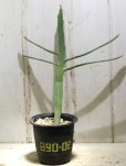 画像1: ペラペラ系！　[多肉][トウダイグサ科][ユーフォルビア][緑枝類]　硬葉キリン（ヘラサンゴ）Euphorbia xylophylloides　＃890-02 (1)