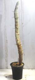 画像1: 長いの来ました！　[多肉][トウダイグサ科][ユーフォルビア][柱状タイプ]　白樺キリン　L　＃052-04　　Euphorbia mammillaris cv.'Variegata' (1)