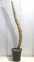 画像1: 長いの来ました！　[多肉][トウダイグサ科][ユーフォルビア][柱状タイプ]　白樺キリン　L　＃052-03　　Euphorbia mammillaris cv.'Variegata'     (1)