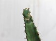 画像3: 確かにウチワみたいなユーフォルビアです！　[多肉][トウダイグサ科][ユーフォルビア][柱状タイプ]　オプンチオイデス　LL　Euphorbia opuntioides　#045-01 (3)
